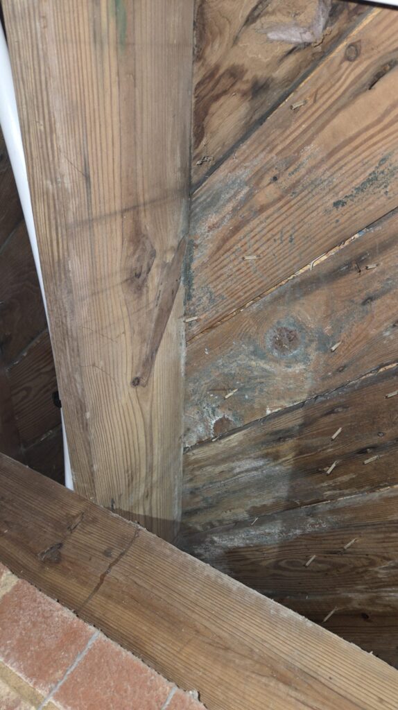 Crawlspace Mold