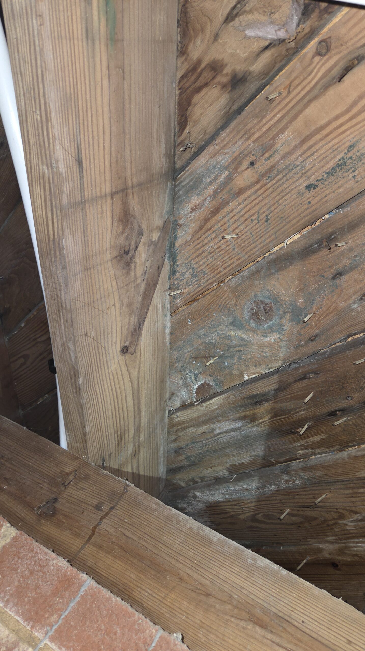 Crawlspace Mold